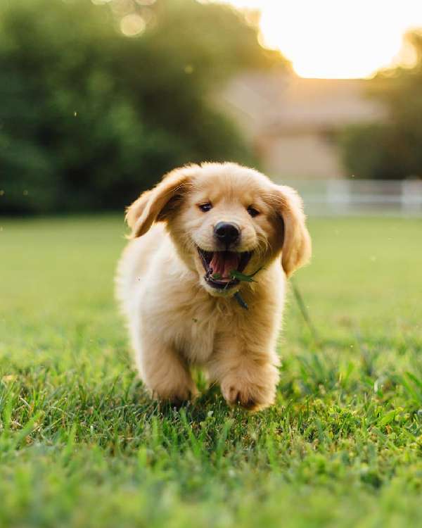 動物,犬,猫,しつけ,飼い方,育て方,病気,健康