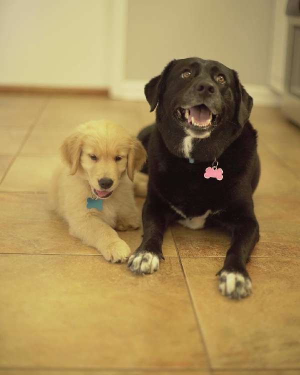 動物,犬,猫,しつけ,飼い方,育て方,病気,健康