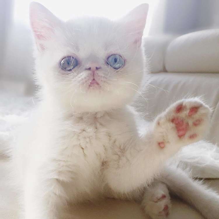 動物,犬,猫,しつけ,飼い方,育て方,病気,健康