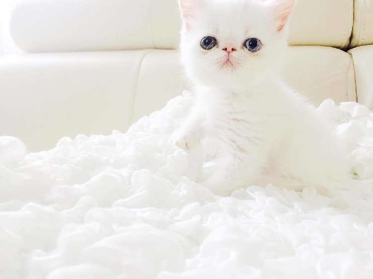 動物,犬,猫,しつけ,飼い方,育て方,病気,健康