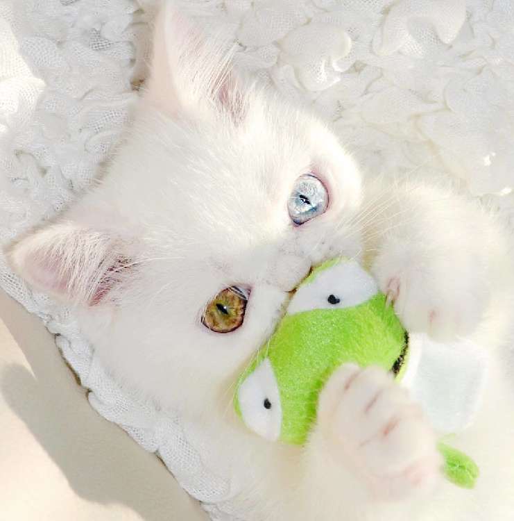 動物,犬,猫,しつけ,飼い方,育て方,病気,健康