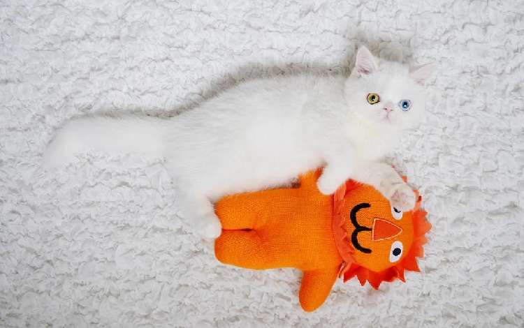 動物,犬,猫,しつけ,飼い方,育て方,病気,健康