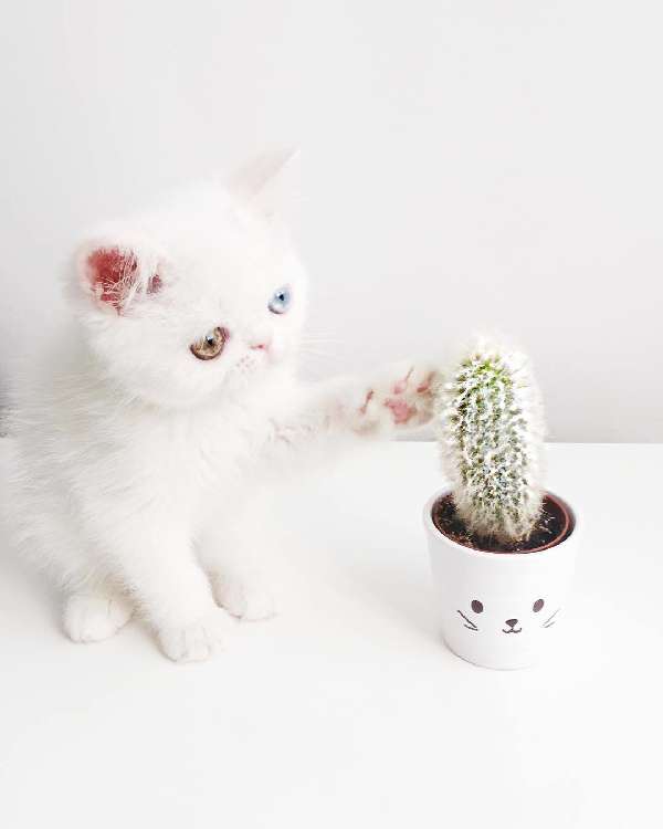 動物,犬,猫,しつけ,飼い方,育て方,病気,健康