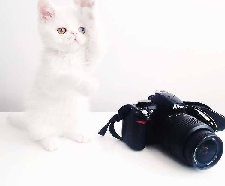 動物,犬,猫,しつけ,飼い方,育て方,病気,健康