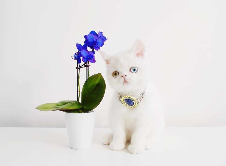 動物,犬,猫,しつけ,飼い方,育て方,病気,健康
