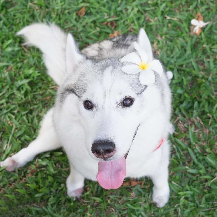 動物,犬,猫,しつけ,飼い方,育て方,病気,健康
