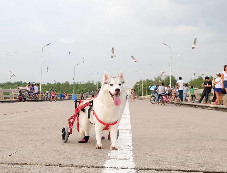 動物,犬,猫,しつけ,飼い方,育て方,病気,健康