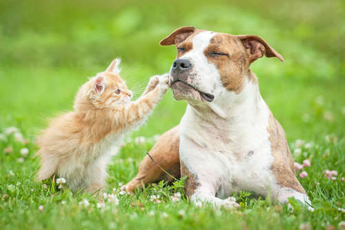 動物,犬,猫,しつけ,飼い方,育て方,病気,健康