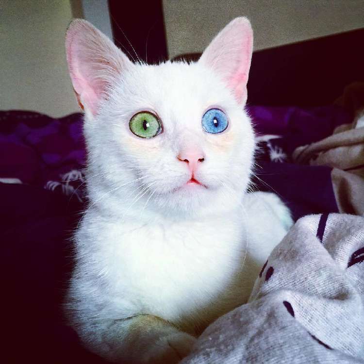 動物,犬,猫,しつけ,飼い方,育て方,病気,健康