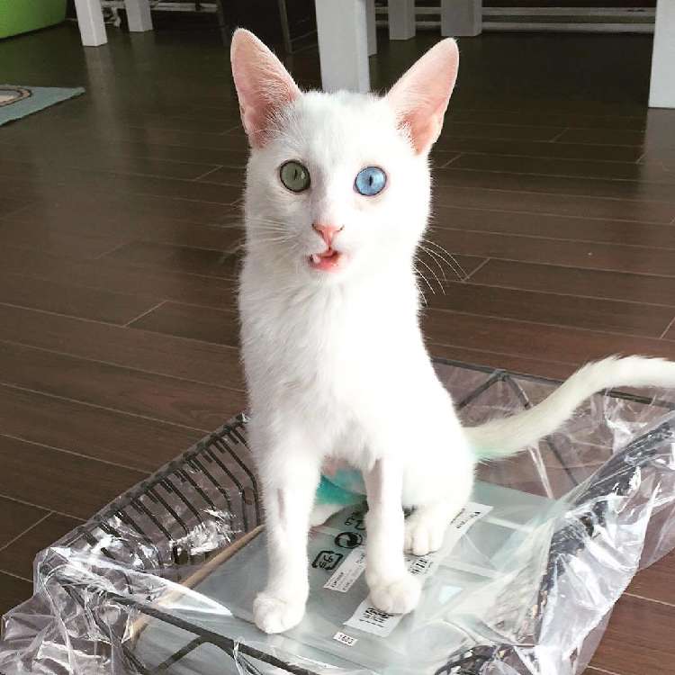 動物,犬,猫,しつけ,飼い方,育て方,病気,健康