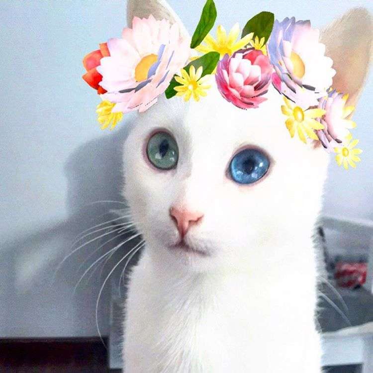 動物,犬,猫,しつけ,飼い方,育て方,病気,健康