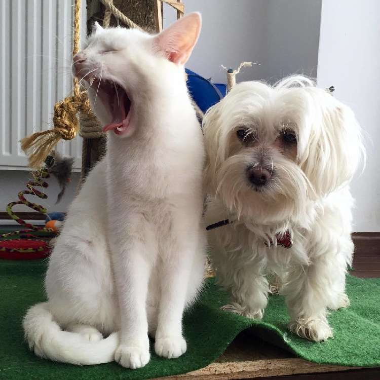 動物,犬,猫,しつけ,飼い方,育て方,病気,健康