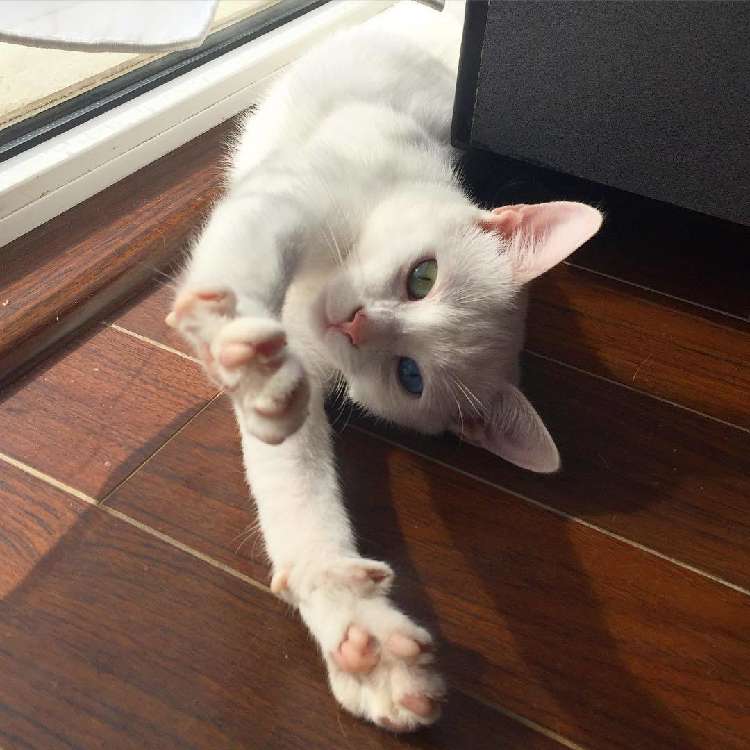 動物,犬,猫,しつけ,飼い方,育て方,病気,健康