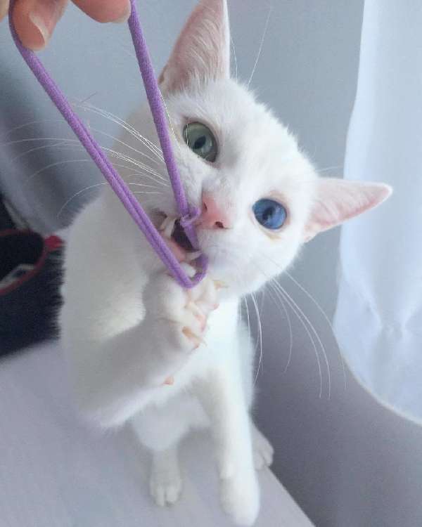 動物,犬,猫,しつけ,飼い方,育て方,病気,健康