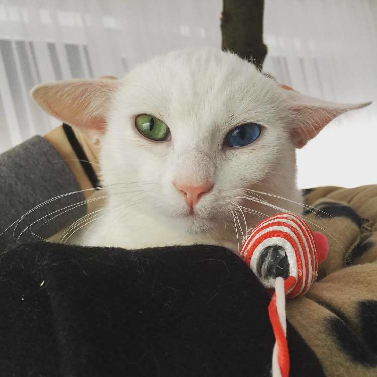動物,犬,猫,しつけ,飼い方,育て方,病気,健康