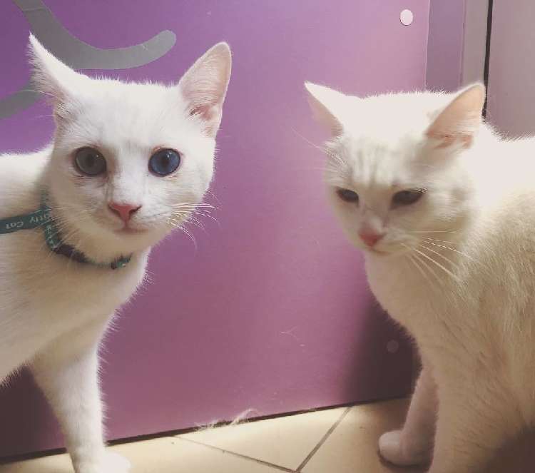 動物,犬,猫,しつけ,飼い方,育て方,病気,健康