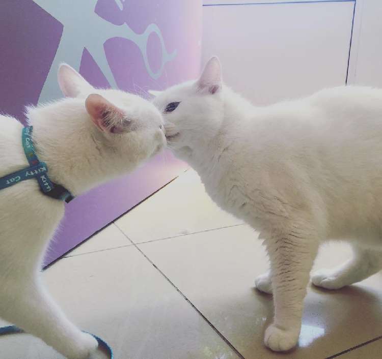 動物,犬,猫,しつけ,飼い方,育て方,病気,健康