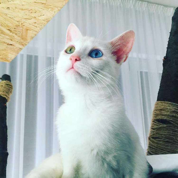 動物,犬,猫,しつけ,飼い方,育て方,病気,健康