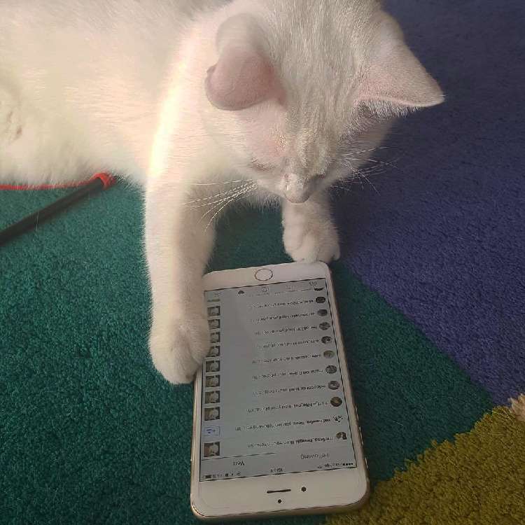 動物,犬,猫,しつけ,飼い方,育て方,病気,健康