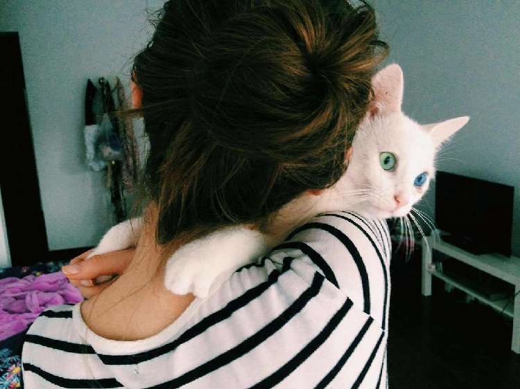 動物,犬,猫,しつけ,飼い方,育て方,病気,健康