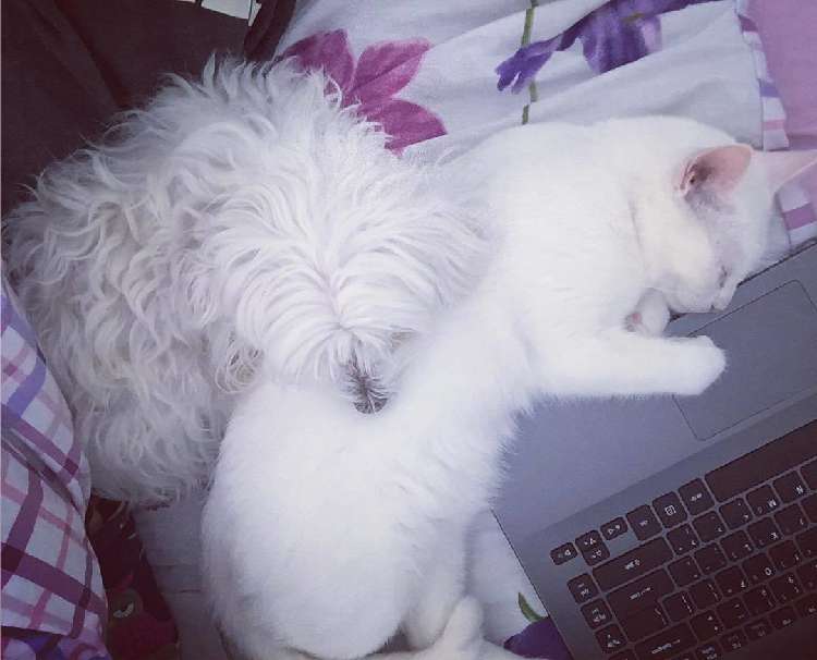 動物,犬,猫,しつけ,飼い方,育て方,病気,健康