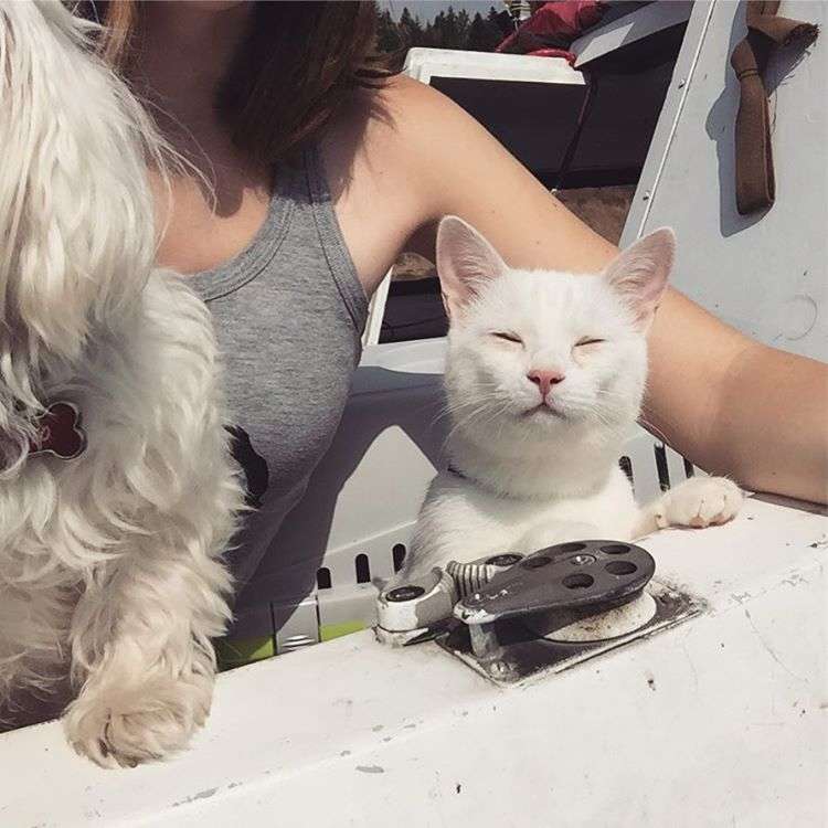 動物,犬,猫,しつけ,飼い方,育て方,病気,健康