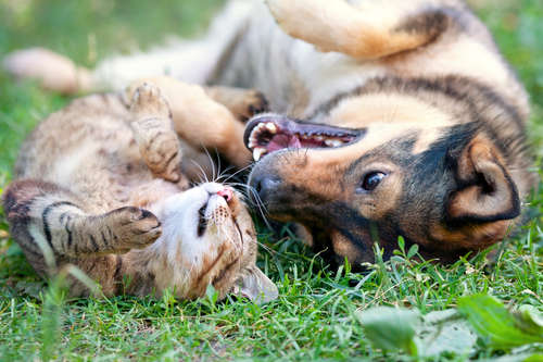 動物,犬,猫,しつけ,飼い方,育て方,病気,健康