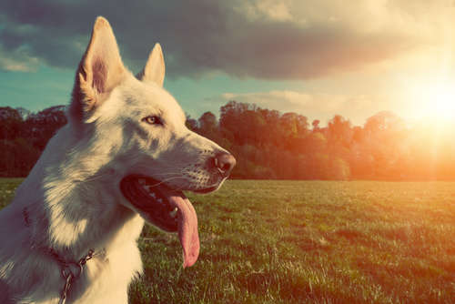 動物,犬,猫,しつけ,飼い方,育て方,病気,健康