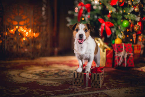 動物,犬,猫,しつけ,飼い方,育て方,病気,健康