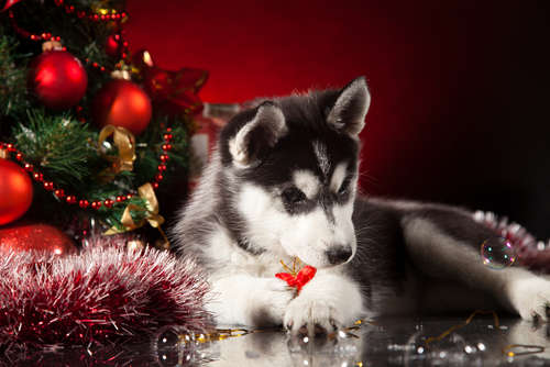 動物,犬,猫,しつけ,飼い方,育て方,病気,健康
