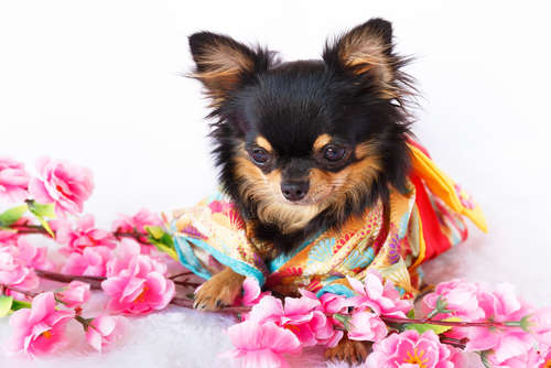 動物,犬,猫,しつけ,飼い方,育て方,病気,健康
