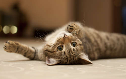 動物,犬,猫,しつけ,飼い方,育て方,病気,健康