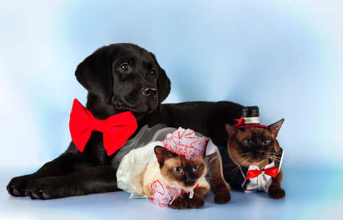 動物,犬,猫,しつけ,飼い方,育て方,病気,健康