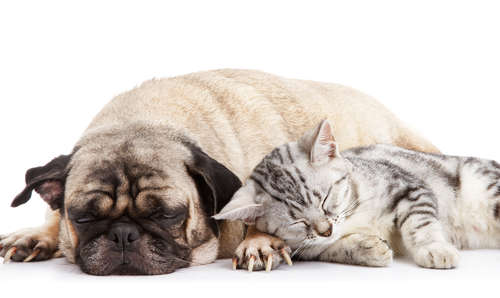 動物,犬,猫,しつけ,飼い方,育て方,病気,健康
