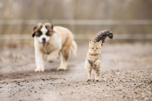 動物,犬,猫,しつけ,飼い方,育て方,病気,健康