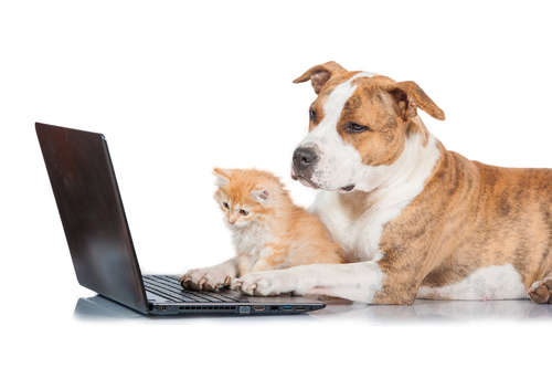 動物,犬,猫,しつけ,飼い方,育て方,病気,健康
