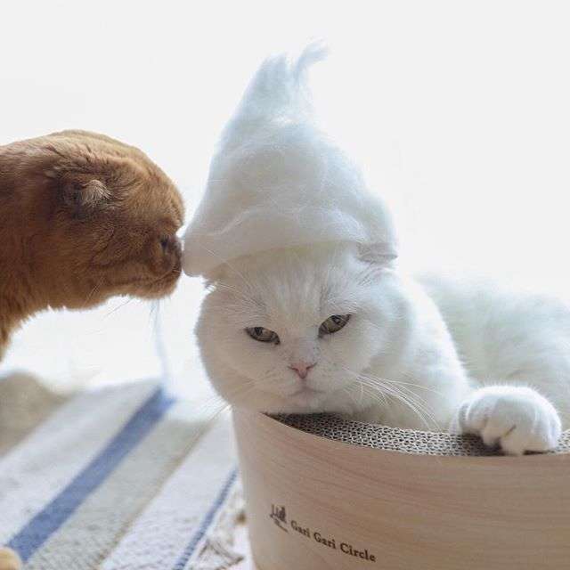 動物,犬,猫,しつけ,飼い方,育て方,病気,健康