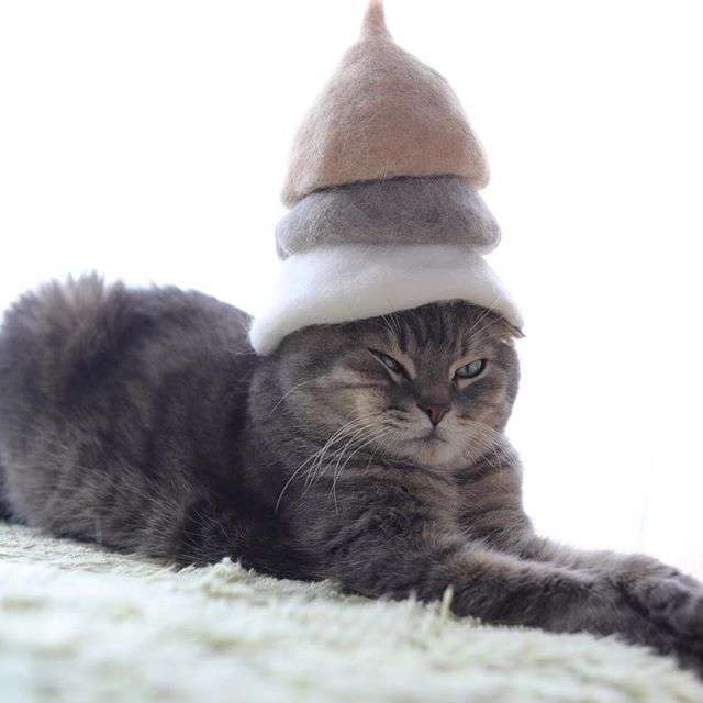 動物,犬,猫,しつけ,飼い方,育て方,病気,健康