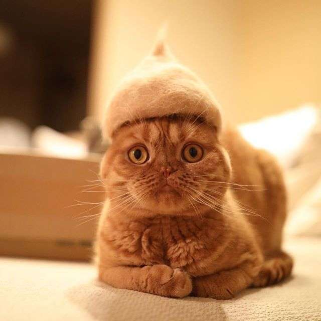 動物,犬,猫,しつけ,飼い方,育て方,病気,健康