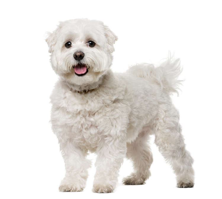 動物,犬,猫,しつけ,飼い方,育て方,病気,健康