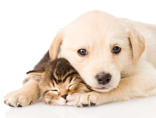 動物,犬,猫,しつけ,飼い方,育て方,病気,健康
