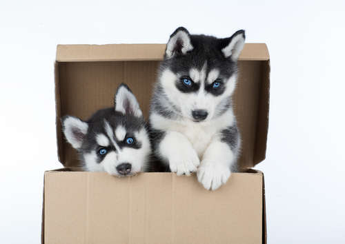 動物,犬,猫,しつけ,飼い方,育て方,病気,健康