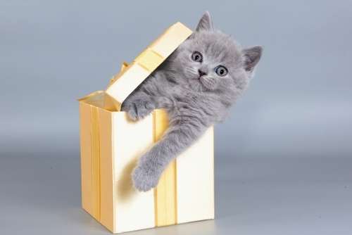 動物,犬,猫,しつけ,飼い方,育て方,病気,健康