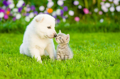 動物,犬,猫,しつけ,飼い方,育て方,病気,健康