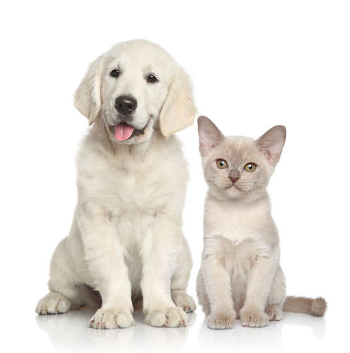 動物,犬,猫,しつけ,飼い方,育て方,病気,健康