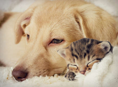 動物,犬,猫,しつけ,飼い方,育て方,病気,健康
