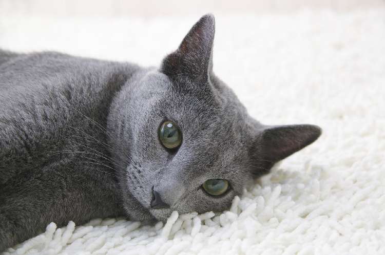動物,犬,猫,しつけ,飼い方,育て方,病気,健康