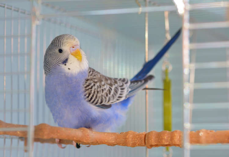 動物,犬,猫,しつけ,飼い方,育て方,病気,健康