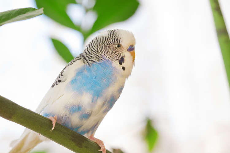 動物,犬,猫,しつけ,飼い方,育て方,病気,健康