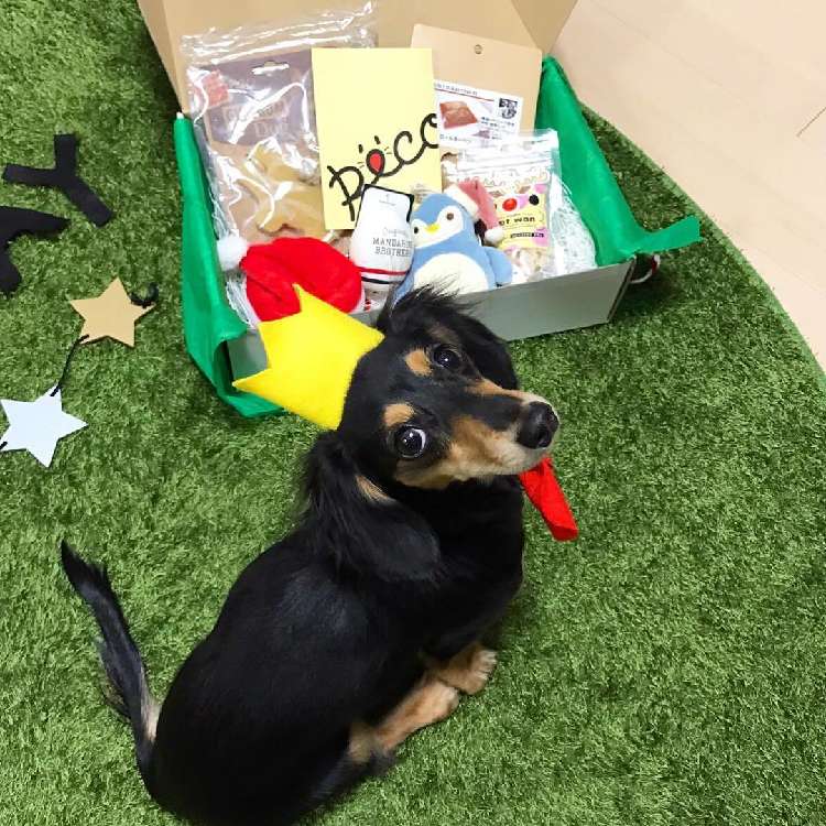 動物,犬,猫,しつけ,飼い方,育て方,病気,健康